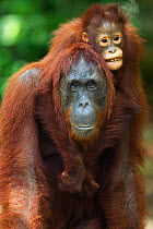 Bornean Orangutan (Pongo pygmaeus wurmbii) female 'Unyuk' carrying her daughter 'Ursula' aged 4 years on her back. Camp Leakey, Tanjung Puting National Park, Central Kalimantan, Borneo, Indonesia. Jun...