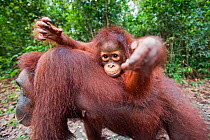 Bornean Orangutan (Pongo pygmaeus wurmbii) female baby 'Putri' aged 2 years riding on her mother's back reaching out with curiosity. Camp Leakey, Tanjung Puting National Park, Central Kalimantan, Born...