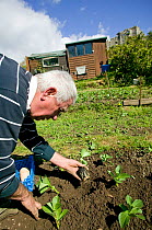 Man planting broad beans in local authority encouraged allotments, part of Agenda 21 to encourage consumption of healthy food, Swansea, Wales, 2009.