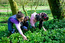 Asylum seeker children enjoying wildflowers in spring woodland, Wales, April, 2009.