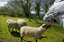 Man with domestic sheep enjoying community farm at city farm, Swansea, April 2009.