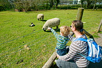 Mother with spring lambs and ewe at Swansea city farm, Swansea, April 2009.