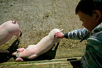 Teenager stroking a young piglets in community city farm, Swansea, Wales, April 2009.