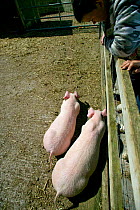 Teenagers looking at two young piglets in community city farm, Swansea, Wales, April 2009.