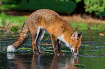 Red fox (Vulpes vulpes) on frozen pond, licking the ice for water, UK, February 2012