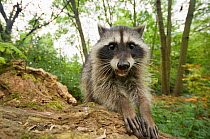 Raccoon (Procyon lotor) portrait, showing hands and  claws,  Stanley park, Vancouver, British Columbia, Cananda, September.