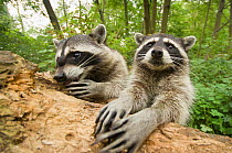Raccoon (Procyon lotor) two, portraits showing hands and  claws,  Stanley park, Vancouver, British Columbia, Cananda, September.