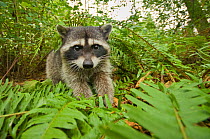 Raccoon (Procyon lotor) portrait, Stanley park, Vancouver, British Columbia, Cananda, September.