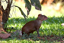 Central American agouti (Dasyprocta punctata) Gamboa, Soberania National Park, Panama