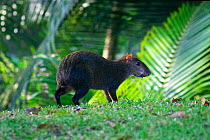 Central American agouti (Dasyprocta punctata) Gamboa, Soberania National Park, Panama