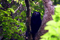 Mantled howler monkey (Alouatta palliata aequatorialis) male howling, Soberania National Park, Panama