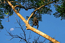 Mantled howler monkey (Alouatta palliata aequatorialis) male in tree, Soberania National Park, Panama