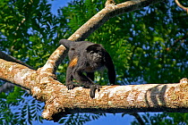 Mantled howler monkey (Alouatta palliata aequatorialis) male in tree, Soberania National Park, Panama