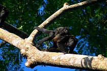Mantled howler monkey (Alouatta palliata aequatorialis) female with baby in tree, Soberania National Park, Panama
