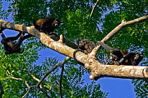 Mantled howler monkey (Alouatta palliata aequatorialis) troop including male in tree, Soberania National Park, Panama