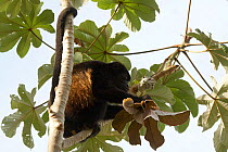 Mantled howler monkey (Alouatta palliata aequatorialis) eating leaves, Punta Bejuco, Gulfo de Chiriqui, Panama