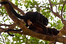 Mantled howler monkey (Alouatta palliata aequatorialis) male and female mating, Punta Bejuco, Gulfo de Chiriqui, Panama