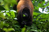Mantled howler monkey (Alouatta palliata aequatorialis) male with broken finger eating leaves, Eco Venao, Azuero Peninsula, Panama