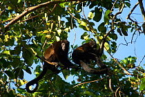 Mantled howler monkey (Alouatta palliata aequatorialis) troop in tree, Soberania National Park, Panama