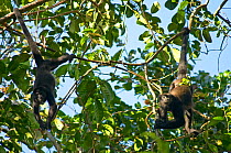 Mantled howler monkeys (Alouatta palliata aequatorialis) feeding in tree, hanging from tails, Soberania National Park, Panama