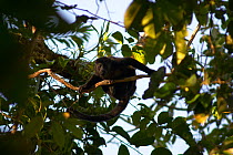 Mantled howler monkey (Alouatta palliata aequatorialis) in tree, Soberania National Park, Panama