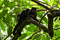 Mantled howler monkey (Alouatta palliata aequatorialis) female and baby, Soberania National Park, Panama