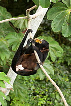 Mantled howler monkey (Alouatta palliata aequatorialis) male with extensive botfly (Oestridae) lessions, Canopy Tower, Soberania National Park, Panama