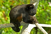 Mantled howler monkey (Alouatta palliata aequatorialis) male, Canopy Tower, Soberania National Park, Panama