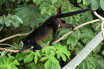 Mantled howler monkey (Alouatta palliata aequatorialis) male, Canopy Tower, Soberania National Park, Panama