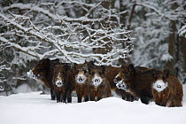 Wild boar (Sus scrofa) herd with snow covered noses from feeding, Alam-Pedja Nature reserve, Estonia, February 2006