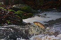 Sea trout (Salmo trutta) migrating upstream, Vester Herred, Bornholm, Denmark, November 2009