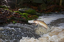 Sea trout (Salmo trutta) jumping out of water migrating upstream, Vester Herred, Bornholm, Denmark, November 2009