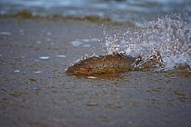 Sea trout (Salmo trutta) migrating from the sea to a river mouth in shallow water, Vester Herred, Bornholm, Denmark, November 2009