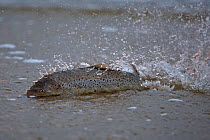 Sea trout (Salmo trutta) migrating from the sea to a river to head upstream in shallow water, Vester Herred, Bornholm, Denmark, November 2009