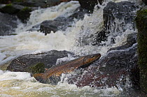 Sea trout (Salmo trutta) migrating upstream over rocks, Vester Herred, Bornholm, Denmark, November 2009
