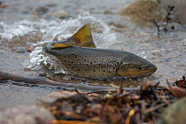 Sea trout (Salmo trutta) in shallow water during upstream migration, Bornholm, Vester Herred, Denmark, November 2009