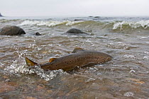 Sea trout (Salmo trutta) in shallow water in sea, Bornholm, Vester Herred, Denmark, November 2009