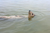 Grey seal (Halichoerus grypu) lying on back at surface of water, Northern France, November 2007