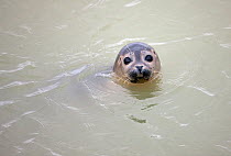 Harbour / Common seal (Phoca vitulina) with head above water, Northern France, February 2010