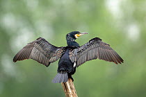 Common cormorant (Phalacrocorax carbo) perched on post with wings stretched, Northern France, May 2010