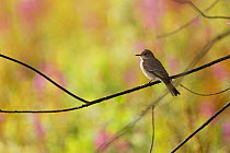 Spotted flycatcher (Muscicapa striata) perched on branch, Grande-Synthe, Dunkirk, France, September 2010