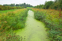 Pond weed covered ditch, Grande-Synthe, Dunkirk, France, September 2010
