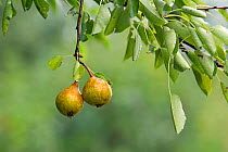 Two pears hanging from a branch in an allotment, Grande-Synthe, Dunkirk, France, September 2010