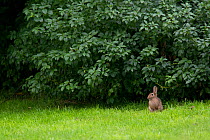 European rabbit (Oryctolagus cuniculus) sitting on grass, Grande-Synthe, Dunkirk, France, September 2010