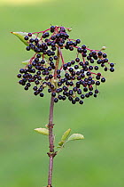 Elder (Sambucus sp) berries, Grande-Synthe, Dunkirk, France, September 2010
