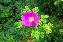 Rose (Rosa rugosa) flowering, Grande-Synthe, Dunkirk, France, September 2010