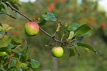 Apples growing on branch in alottment, Grande-Synthe, Dunkirk, France, September 2010