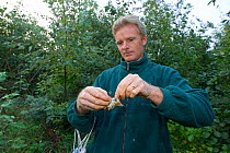 Man removing Spotted flycatcher (Muscicapa striata) from net, caught for ringing in an allotment, Grande-Synthe, Dunkirk, France, September 2010, model released