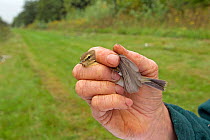 Hand holding bird with ring, caught in net for ringing in an allotment, Grande-Synthe, Dunkirk, France, September 2010, model released