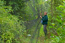 Man removing birds from mist net caught for ringing, in a allotment garden, Grande-Synthe, Dunkirk, France, September 2010, model released